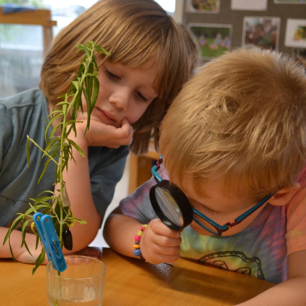 BLOG: Awakening our relationship as a Kaitiaki, children exploring plants